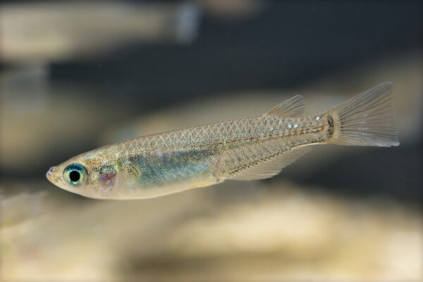 Medaka (Oryzias latipes) |commons:File:Oryzias latipes(Hamamatsu,Shizuoka,Japan,2007)-1.jpg