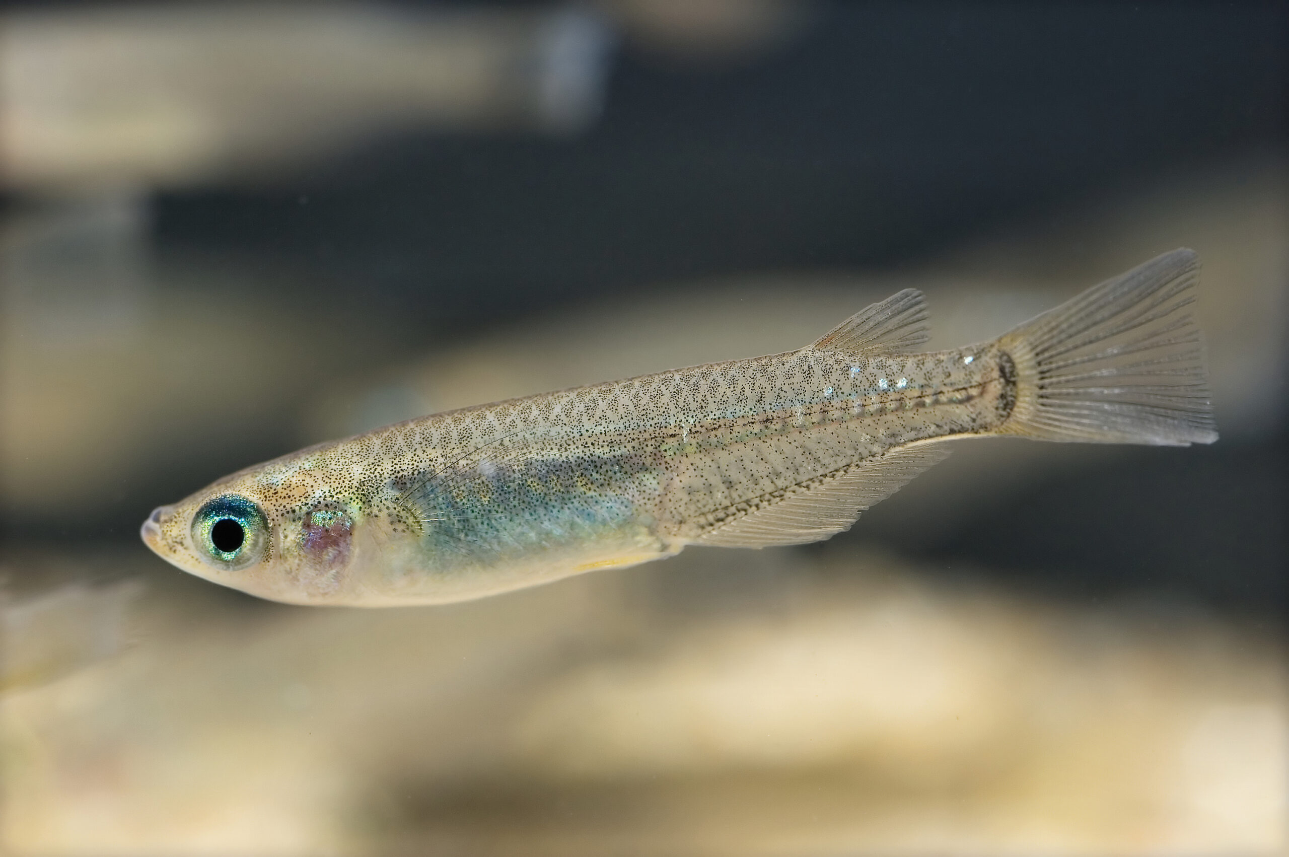 Medaka (Oryzias latipes) |commons:File:Oryzias latipes(Hamamatsu,Shizuoka,Japan,2007)-1.jpg