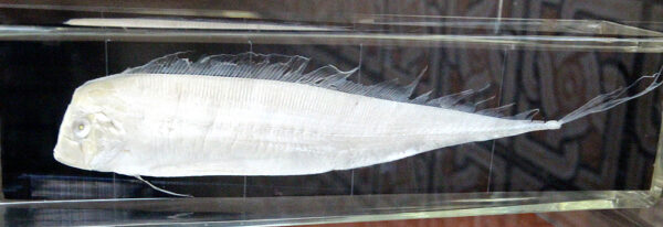 Mediterranean Dealfish (Trachipterus trachypterus) |commons:File:Trachipterus-trachypterus.jpg