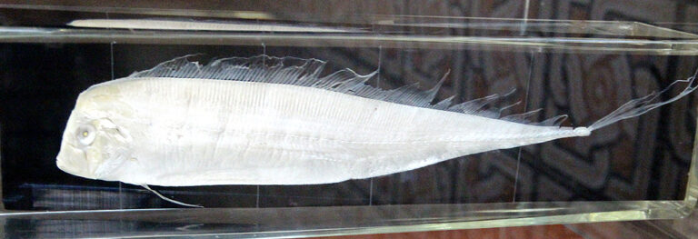 Mediterranean Dealfish (Trachipterus trachypterus) |commons:File:Trachipterus-trachypterus.jpg