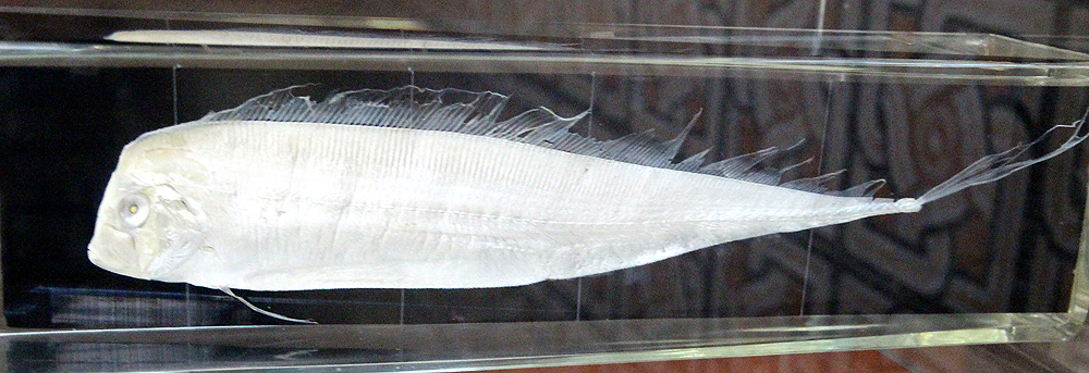 Mediterranean Dealfish (Trachipterus trachypterus) |commons:File:Trachipterus-trachypterus.jpg