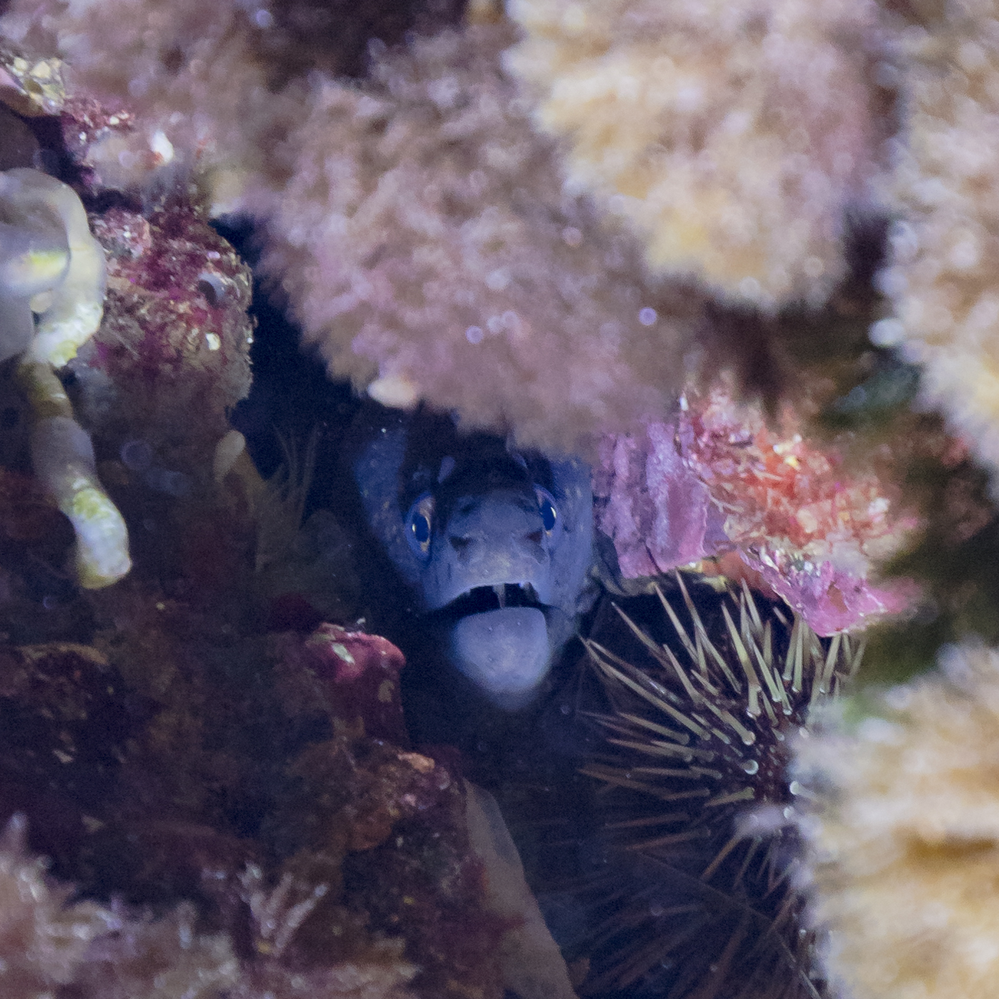 Mediterranean Moray (Muraena helena) |commons:File:Morena del Mediterráneo (Muraena helena), Cabo de Palos, España, 2022-07-15, DD 89.jpg