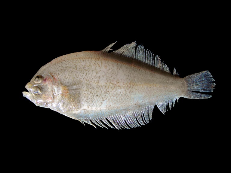 Mediterranean Scaldfish (Arnoglossus laterna) |commons:File:Arnoglossus laterna.jpg