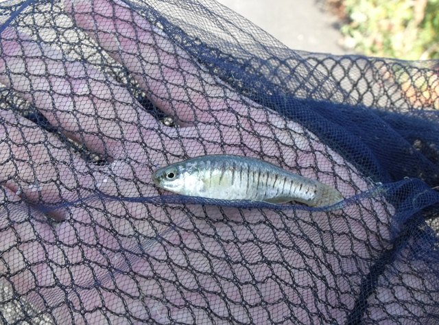Mediterranean Toothcarp (Aphanius fasciatus) |commons:File:Aphanius fasciatus.jpg