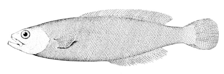 medusafish (Icichthys lockingtoni) |commons:File:Icichthys lockingtoni.jpg