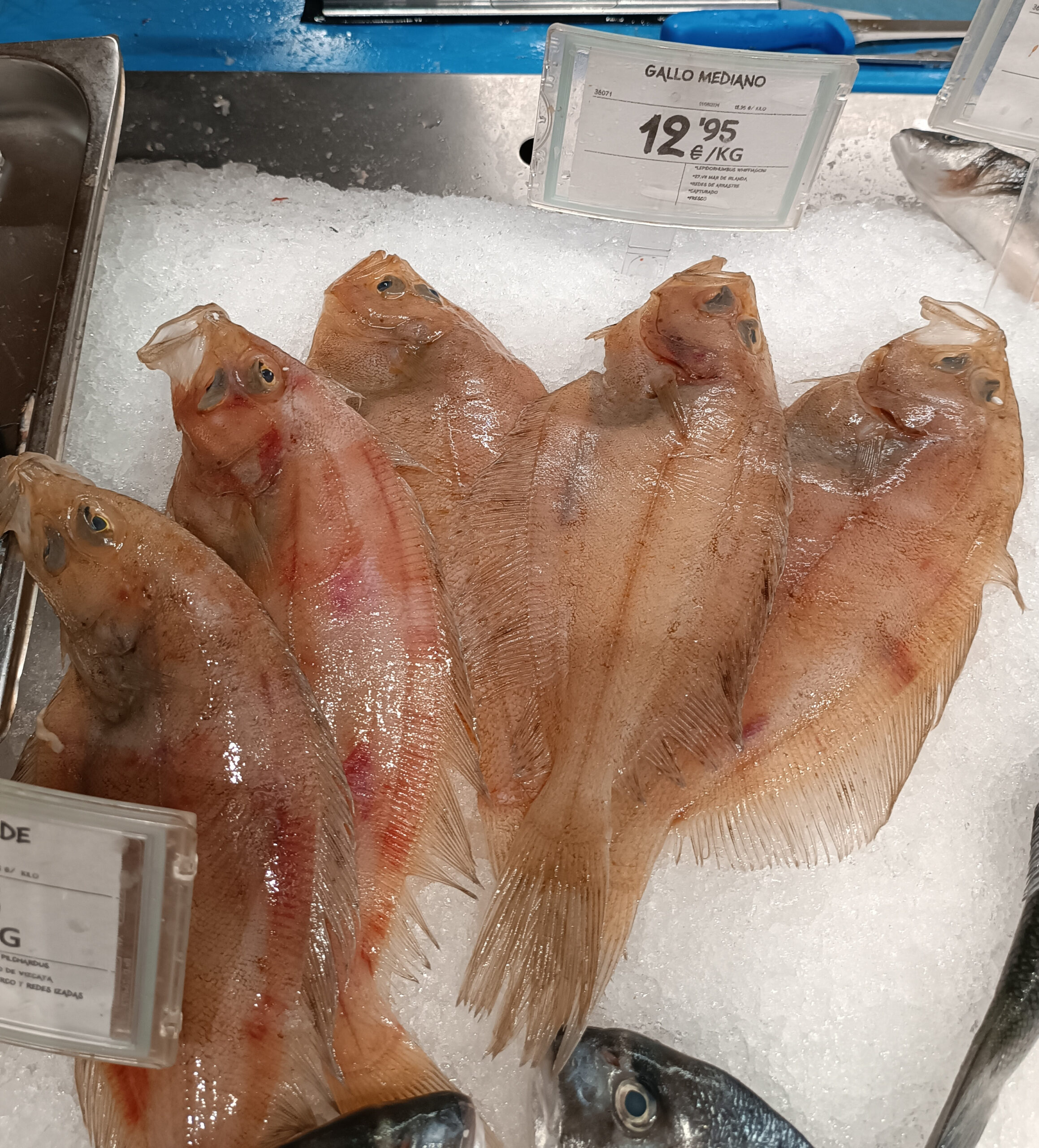 Megrim (Lepidorhombus whiffiagonis) |commons:File:Lepidorhombus-whiffiagonis-Bizkaia.jpg