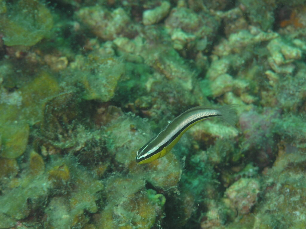 Meiacanthus geminatus (Meiacanthus geminatus) |commons:File:Meiacanthus geminatus 378293103.jpg