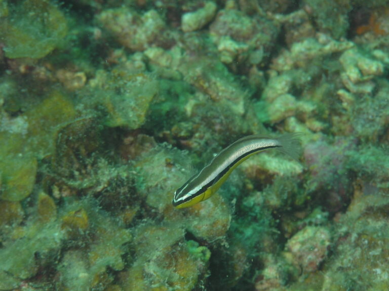 Meiacanthus geminatus (Meiacanthus geminatus) |commons:File:Meiacanthus geminatus 378293103.jpg
