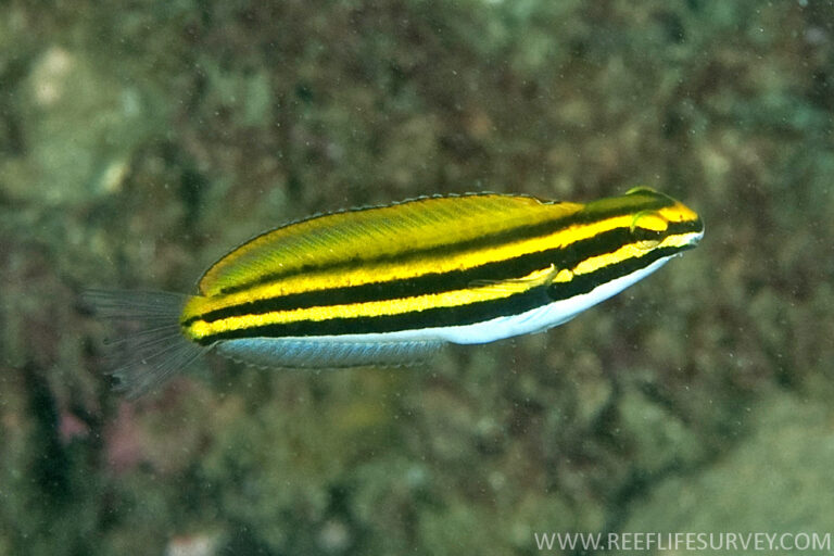 Meiacanthus lineatus (Meiacanthus lineatus) |commons:File:408MeiacanthusLineatusRLS.jpg