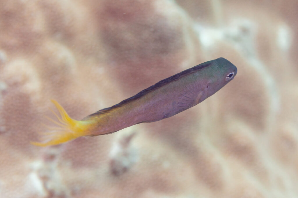 Meiacanthus mossambicus (Meiacanthus mossambicus) |commons:File:Blénido (Meiacanthus mossambicus), Nosy Tanikely, Madagascar, 2025-09-19, DD 51.jpg