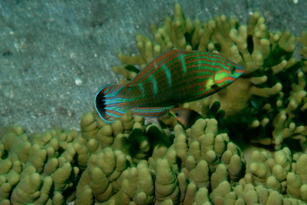 Melanurus Wrasse Halichoeres melanurus