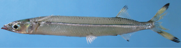 Melapedalion breve (Melapedalion breve) |commons:File:Photographs-of-Melapedalion-breve-collected-from-Lepar-Island-Bangka-Belitung-Islands.png