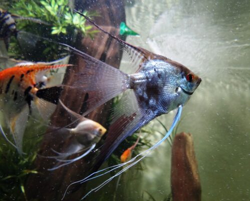 Melek Balığı (Pterophyllum scalare) |commons:File:Escalar o pez ángel (Pterophyllum scalare).jpg