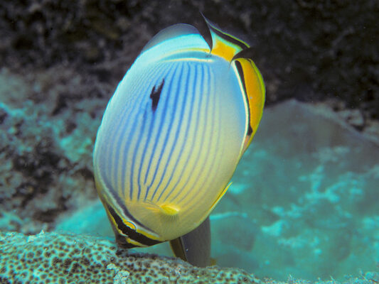 Melon Butterflyfish (Chaetodon trifasciatus) |commons:File:Bep chaetodon trifasciatus.jpg