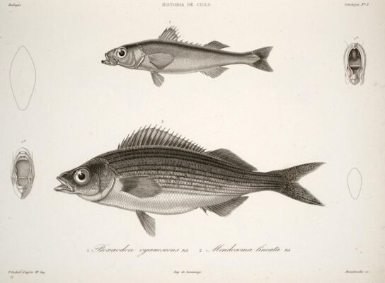 Mendosoma lineatum (Mendosoma lineatum) |commons:File:Emmelichthys nitidus cyanescens Mendosoma lineatum.JPG