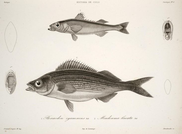 Mendosoma lineatum (Mendosoma lineatum) |commons:File:Emmelichthys nitidus cyanescens Mendosoma lineatum.JPG