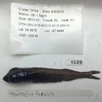 Mentodus facilis (Mentodus facilis) |commons:File:Mentodus facilis.jpg