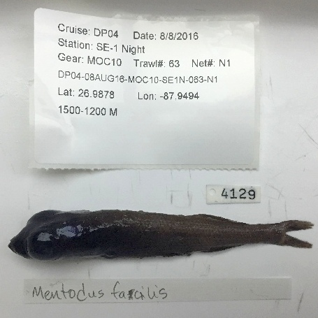 Mentodus facilis (Mentodus facilis) |commons:File:Mentodus facilis.jpg