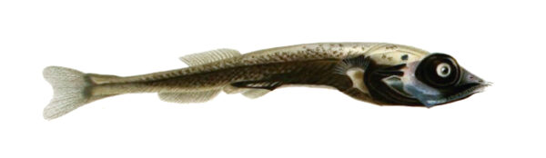Mentodus rostratus (Mentodus rostratus) |commons:File:Mentodus rostratus.jpg