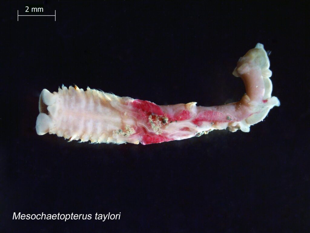 Mesochaetopterus taylori Mesochaetopterus taylori