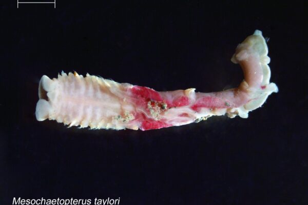 Mesochaetopterus taylori Mesochaetopterus taylori