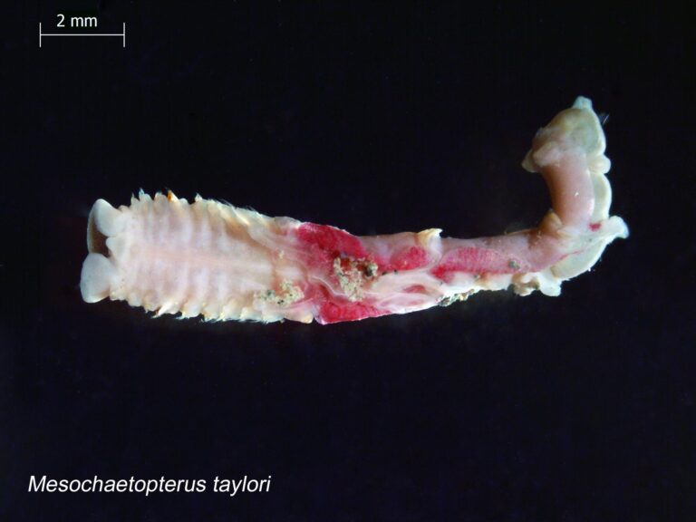 Mesochaetopterus taylori Mesochaetopterus taylori