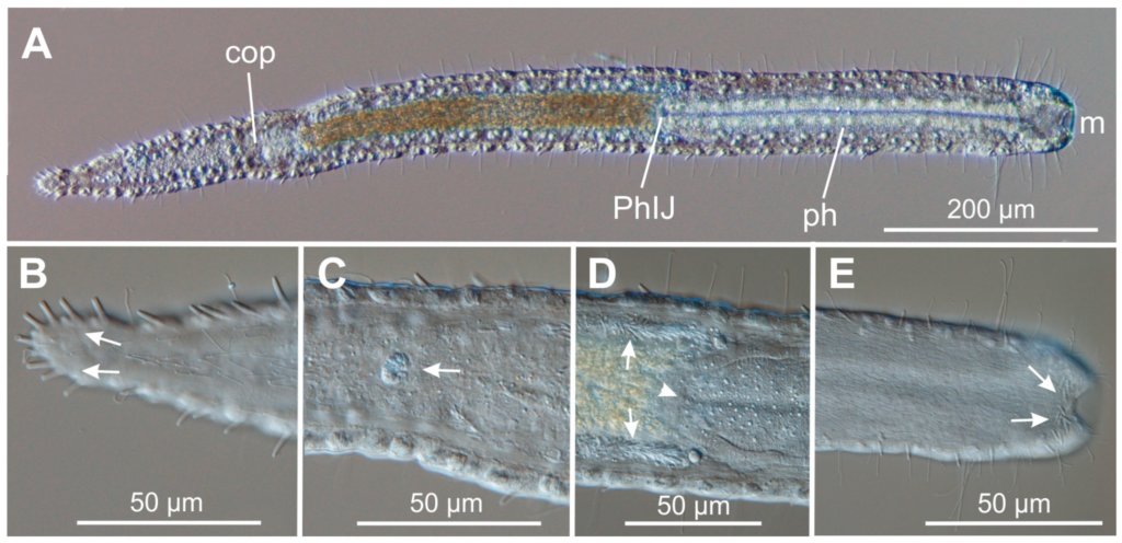 Mesodasys littoralis Mesodasys littoralis