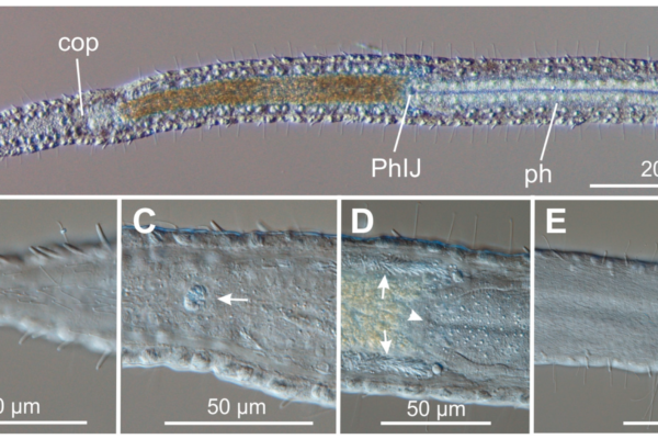 Mesodasys littoralis Mesodasys littoralis