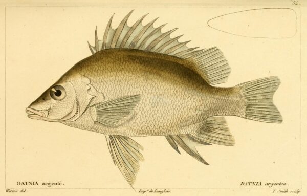 Mesopristes argenteus (Mesopristes argenteus) |commons:File:Mesopristes argenteus syn datnia argentea.jpg