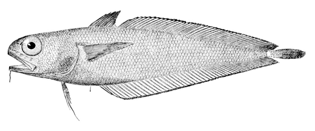 Metallic Codling (Physiculus fulvus) |commons:File:Physiculus fulvus.jpg