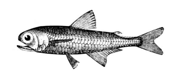Metallic Lanternfish (Myctophum affine) |commons:File:Myctophum affine.jpg