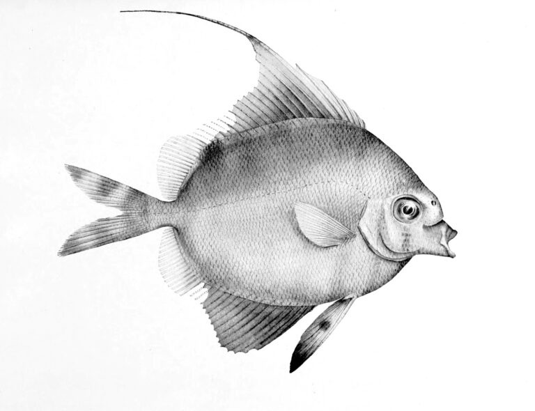 Metavelifer multiradiatus (Metavelifer multiradiatus) |commons:File:Metavelifer multiradiatus.jpg