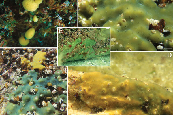 Metschnikowia tuberculata Metschnikowia tuberculata