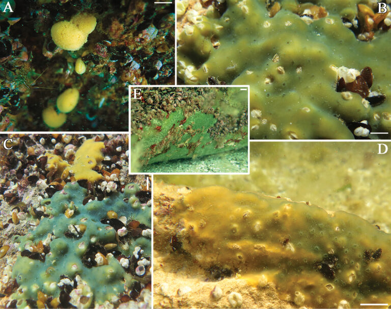 Metschnikowia tuberculata Metschnikowia tuberculata