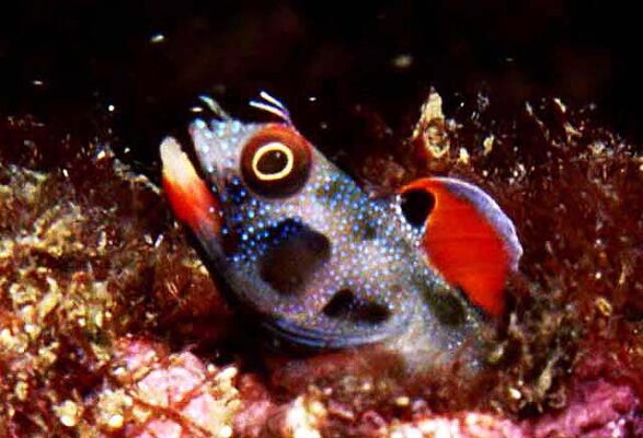 Mexican Barnacle Blenny (Acanthemblemaria macrospilus) |commons:File:Acanthemblemaria macrospilus.jpg