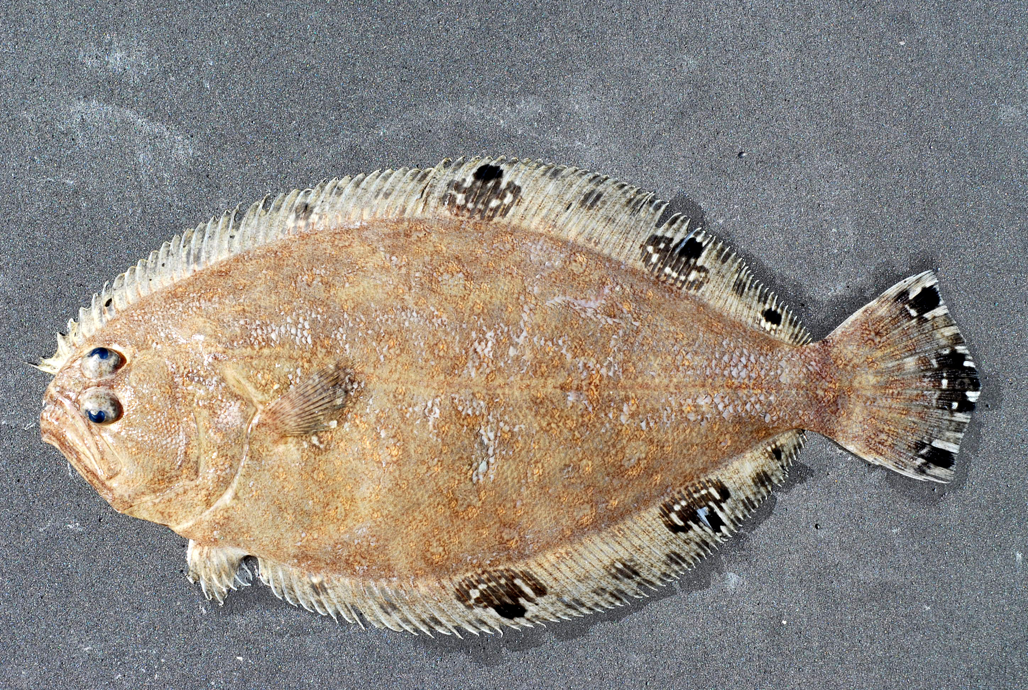 Mexican Flounder (Cyclopsetta chittendeni) |commons:File:Cyclopsetta chittendeni.jpg