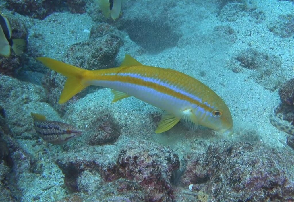 Mexican goatfish (Mulloidichthys dentatus) |commons:File:Mulloidichthys dentatus, Galápagos Islands, Ecuador imported from iNaturalist photo 349426721.jpg