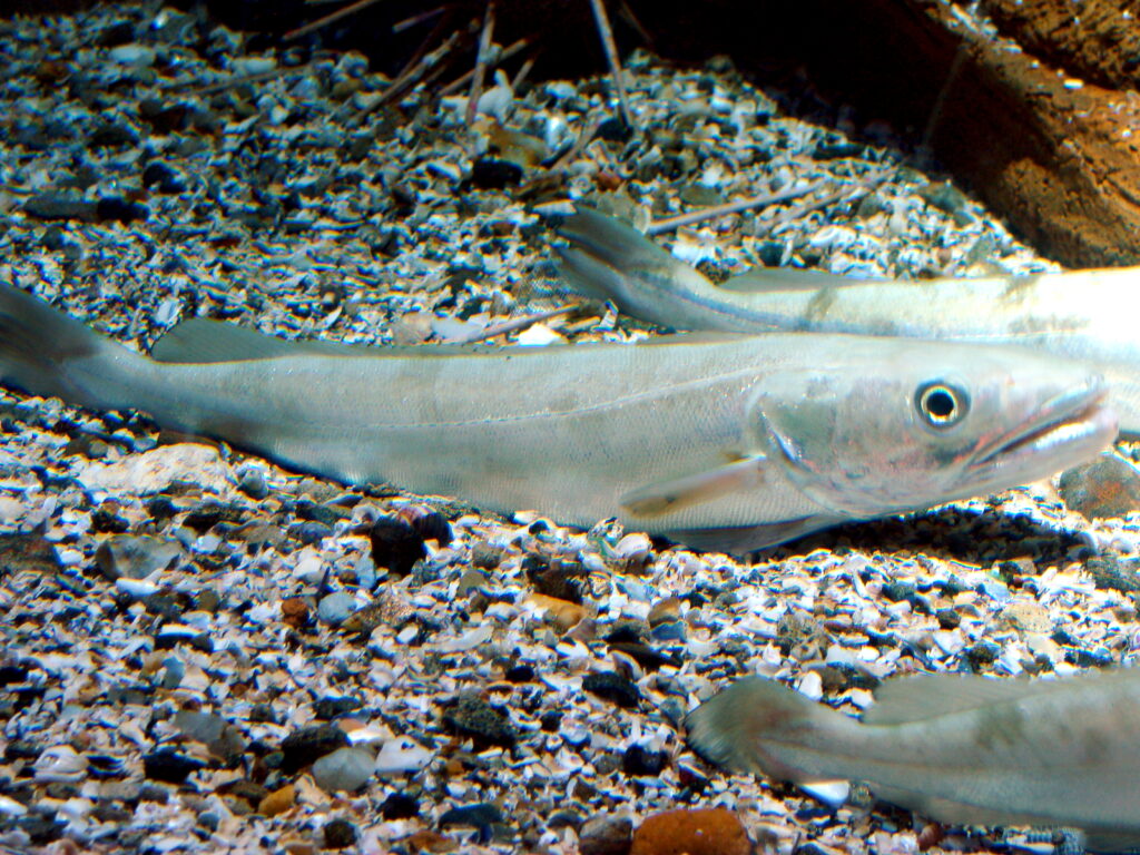 Mezgit Merluccius merluccius
