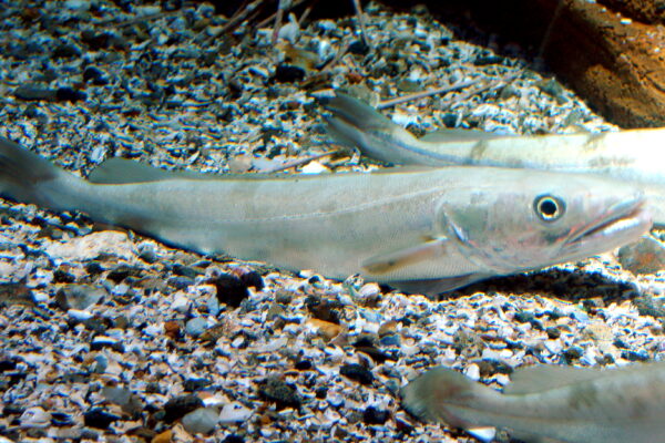 Mezgit Merluccius merluccius