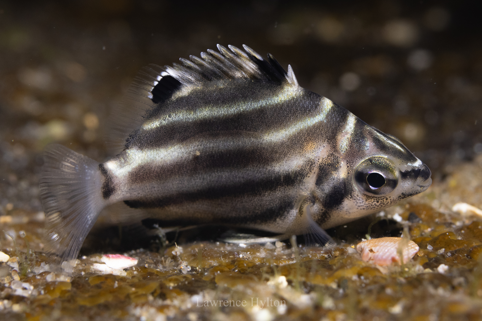 Microcanthus joyceae (Microcanthus joyceae) |commons:File:Microcanthus joyceae - Lawrence Hylton - 595733920.jpeg