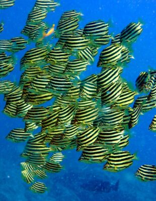Microcanthus strigatus (Microcanthus strigatus) |commons:File:Microcanthus strigatus.jpg