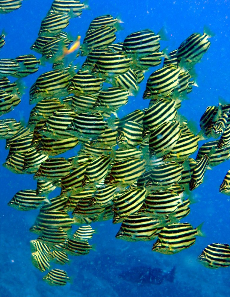 Microcanthus strigatus (Microcanthus strigatus) |commons:File:Microcanthus strigatus.jpg
