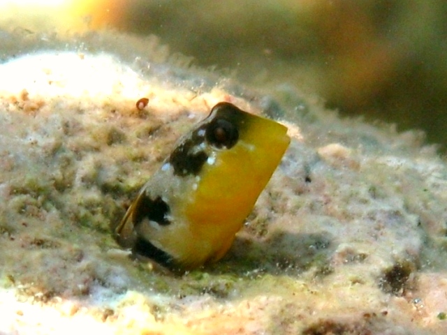 Microlipophrys dalmatinus (Microlipophrys dalmatinus) |commons:File:Microlipophrys dalmatinus Cres.JPG