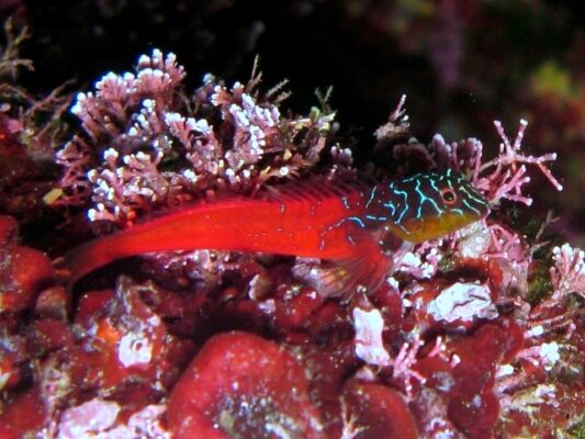 Microlipophrys nigriceps (Microlipophrys nigriceps) |commons:File:Microlipophrys nigriceps Cres.JPG