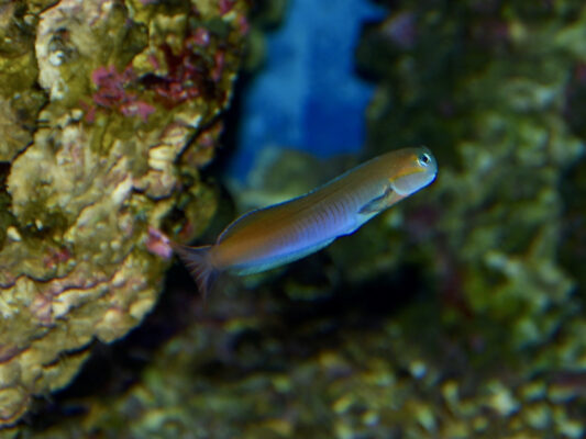 Midas Blenny (Ecsenius midas) |commons:File:Blenniidae Ecsenius midas 2.jpg