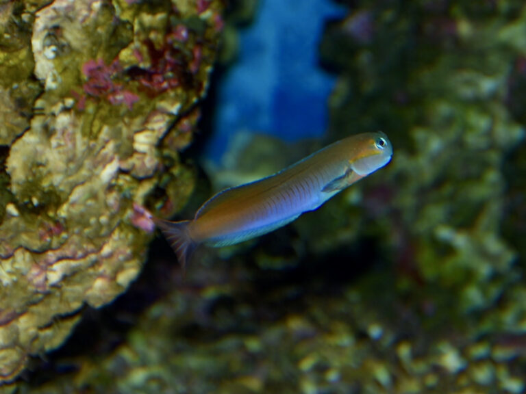 Midas Blenny (Ecsenius midas) |commons:File:Blenniidae Ecsenius midas 2.jpg