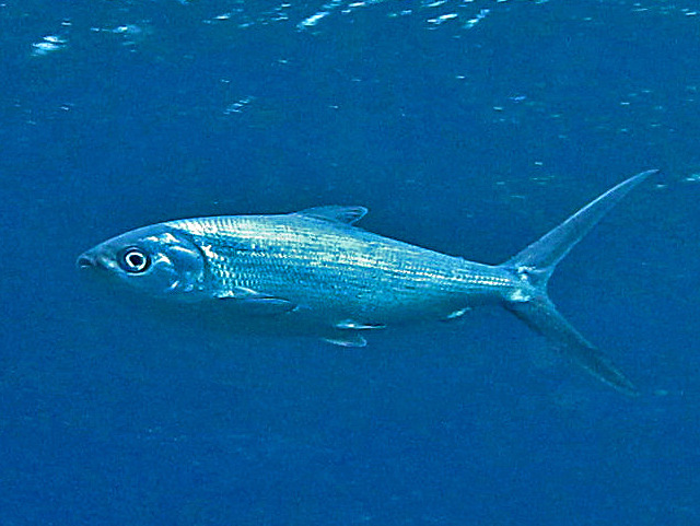Milkfish (Chanos chanos) |commons:File:Chanidae - Chanos chanos.JPG