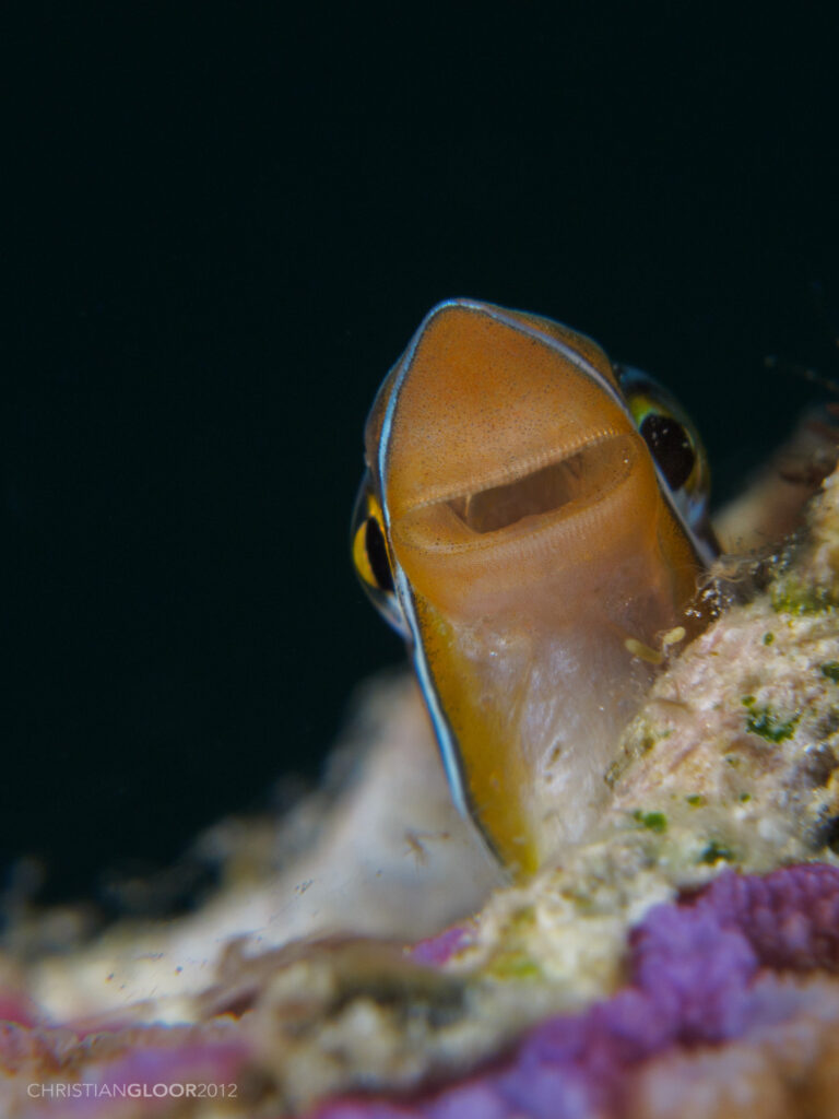 Mimic Blenny (Aspidontus taeniatus) |commons:File:Aspidontus taeniatus (8490892679).jpg