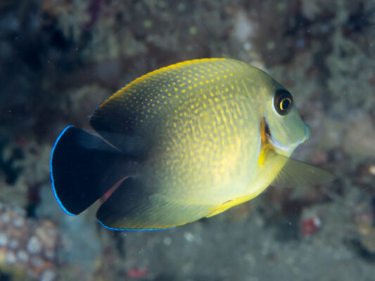 Mimic Tang (Acanthurus pyroferus) |commons:File:Acanthurus Pyroferus, mimic surgeonfish (42054895991).jpg