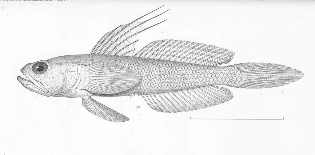 Miraflores Goby (Microgobius miraflorensis) |commons:File:FMIB 50665 Microgobius miraflorensis Gilbert & Starks Type specimen; Panama.jpeg